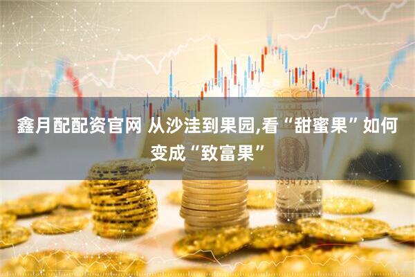 鑫月配配资官网 从沙洼到果园,看“甜蜜果”如何变成“致富果”